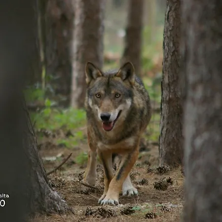 Lappe Pratola Peligna